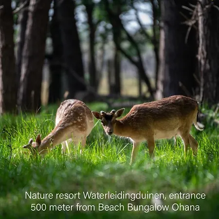 Ohana - Private Garden - Close To Local Lake, Dunes And Noordwijkerhout