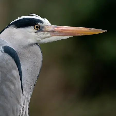 Ferienhaus Ohana - Private Garden - Close To Local Lake, Dunes And Noordwijkerhout
