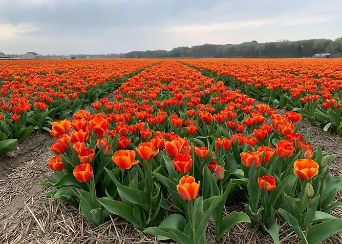 Ohana - Private Garden - Close To Local Lake, Dunes And Vakantiehuis *