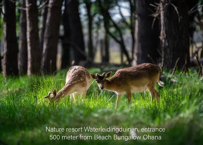 Ohana - Private Garden - Close To Local Lake, Dunes And Noordwijkerhout