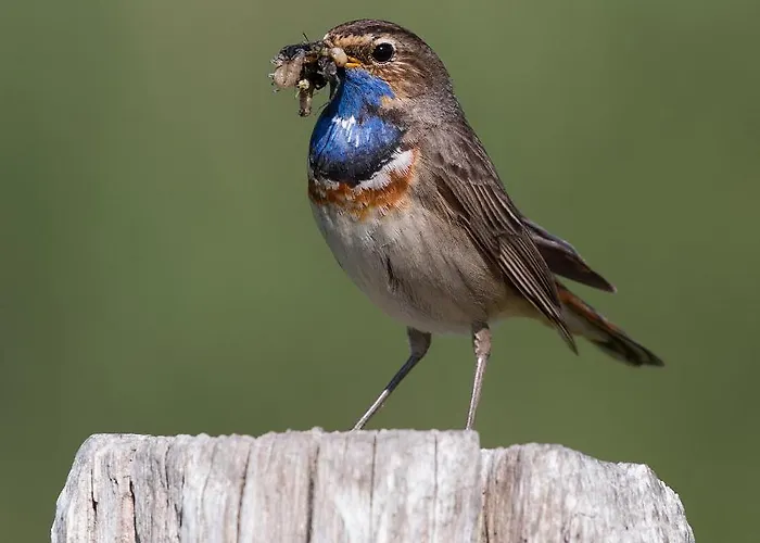 Ohana - Private Garden - Close To Local Lake, Dunes And