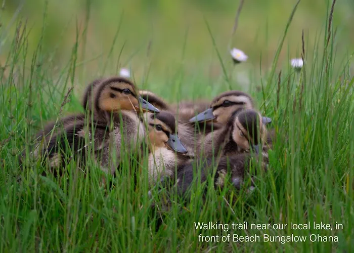 Ohana - Private Garden - Close To Local Lake, Dunes And