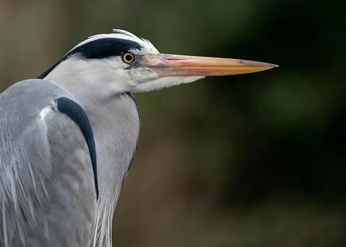 Tatil Evi Ohana - Private Garden - Close To Local Lake, Dunes And Noordwijkerhout