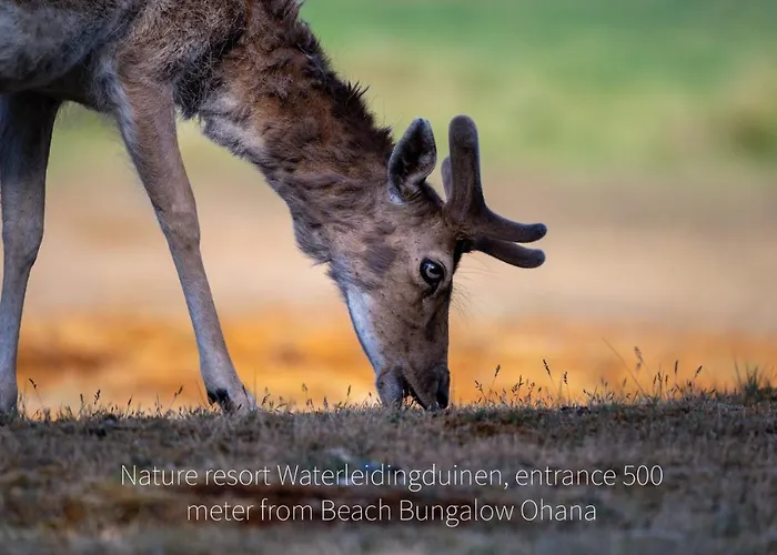 Ohana - Private Garden - Close To Local Lake, Dunes And